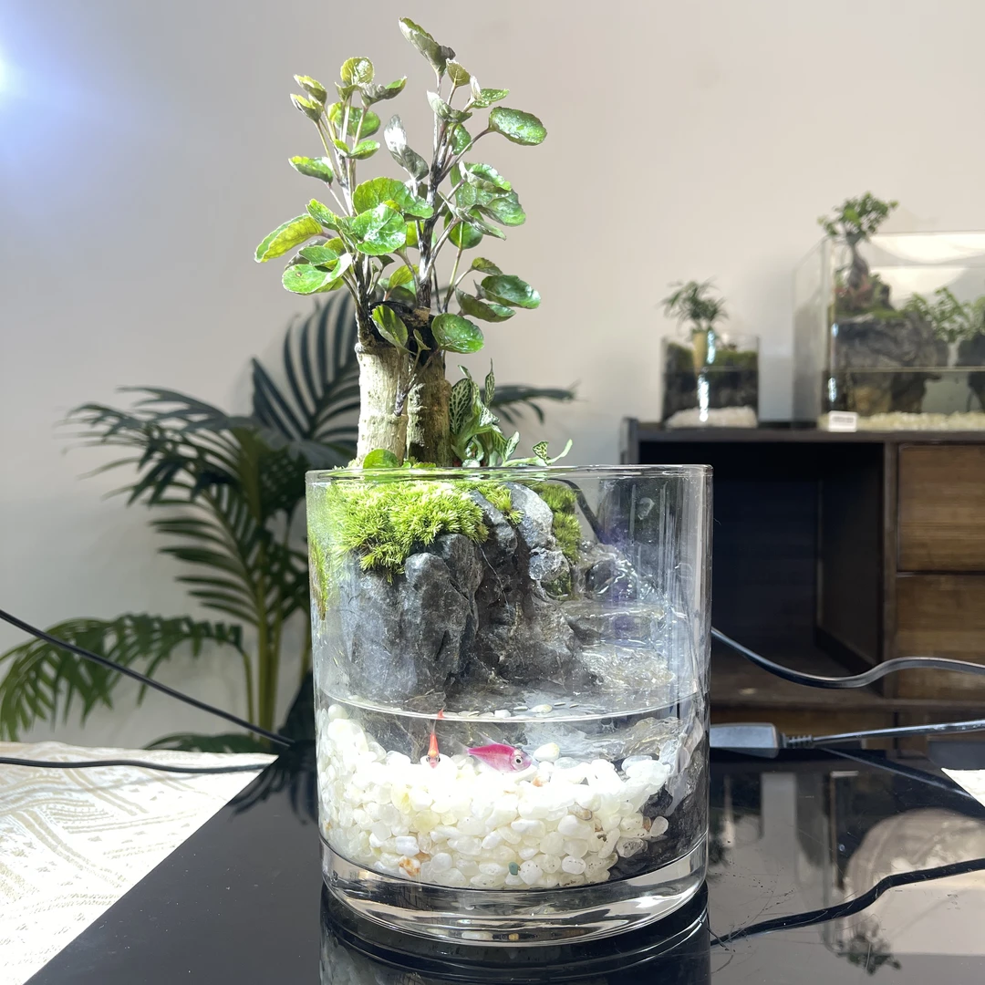 新手微景观·<梧桐影>送朋友百搭摆件