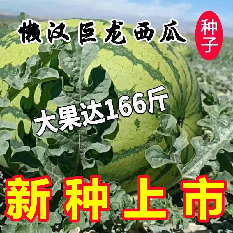 特大西瓜籽新懒汉王西瓜种子巨型少籽西瓜春季田园正宗薄皮大果子