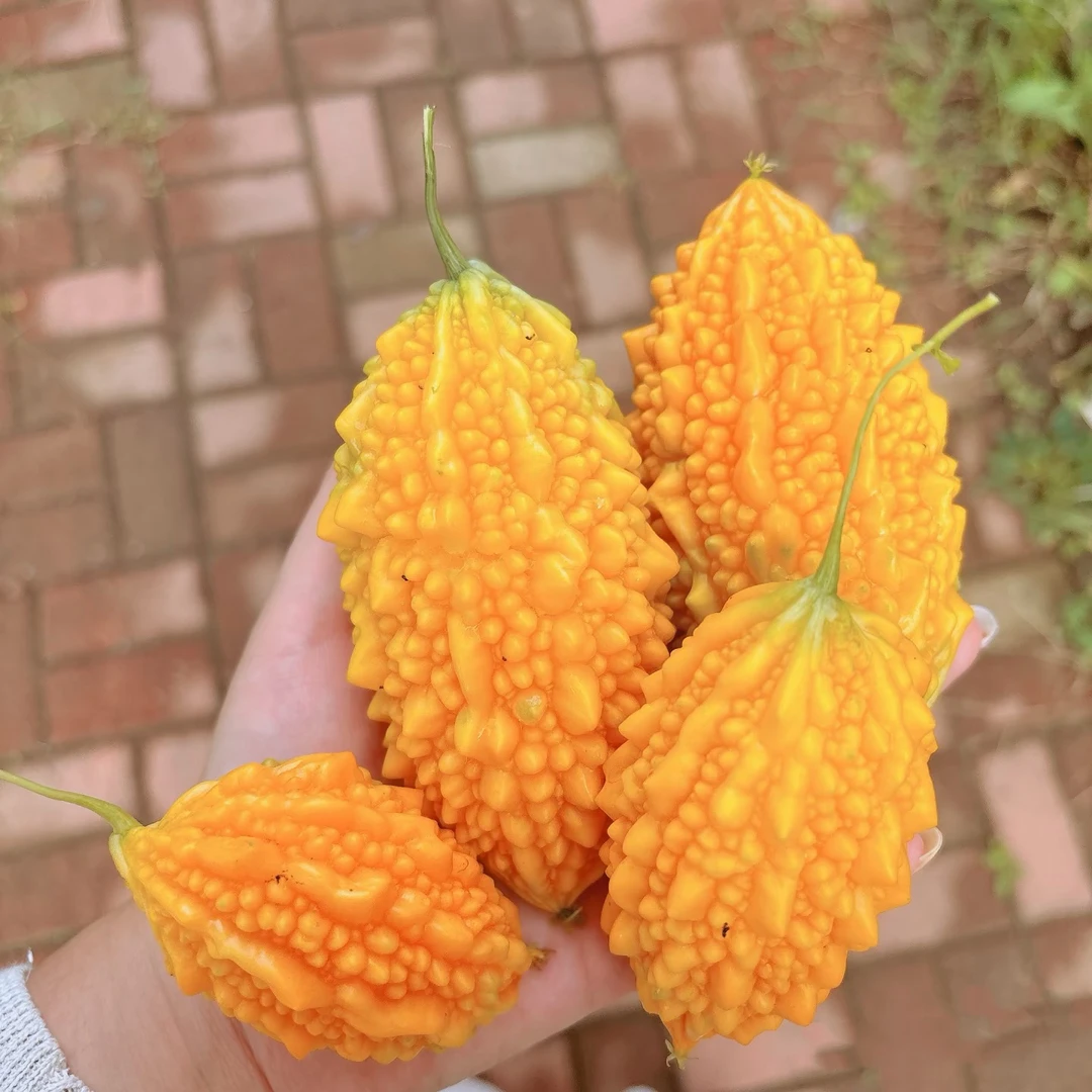 传统水果赖葡萄 癞葡萄 金铃子 小癞瓜金癞瓜阳台爬藤可留种