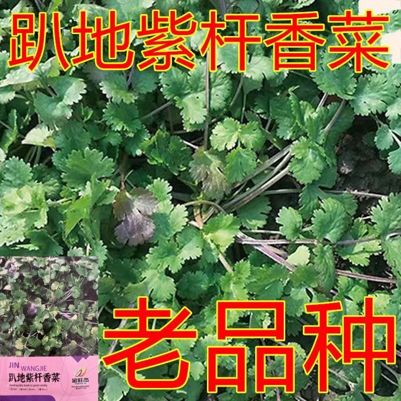 老品种矮杆紫色香菜种子浓香型趴地芫荽种籽耐热耐寒四季蔬菜种子