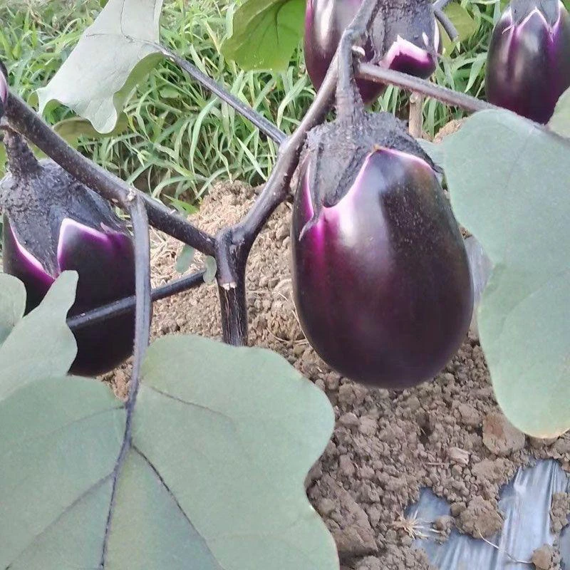 农家传统紫茄子种子圆茄子老品种 老种子种子味软糯绵