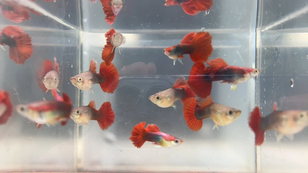 褶扇孔雀鱼2母 尺寸3-3.5cm（全母，介意勿拍）