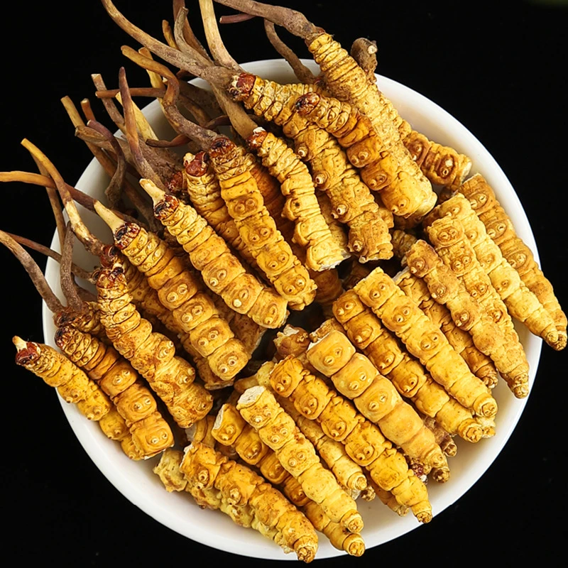 冬虫夏草2023年新货头期饱满大虫草大断草冬虫夏草高品质甄选