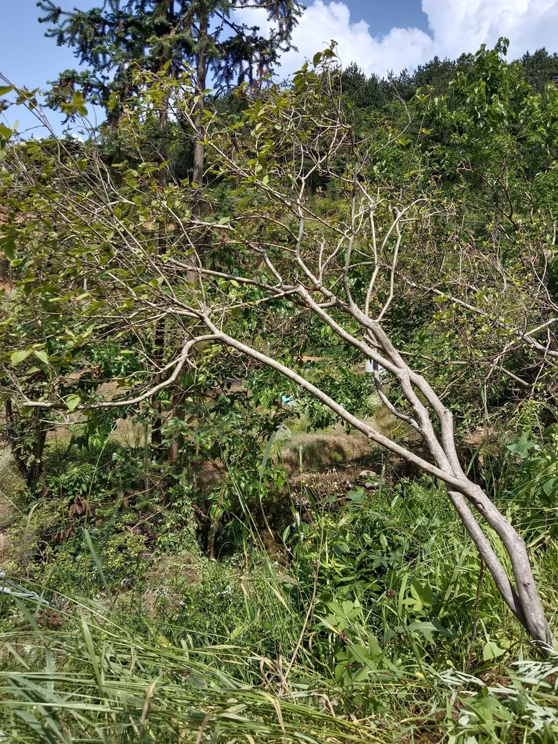 好货原生态先花后叶映山红绿植映山红老桩映山红树桩