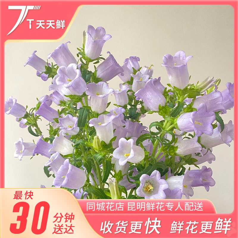 【 一小时到家・风铃花( 颜色订单备注,不发混色 )】超长待机 开到让人惊喜 鲜花小时达同城配送