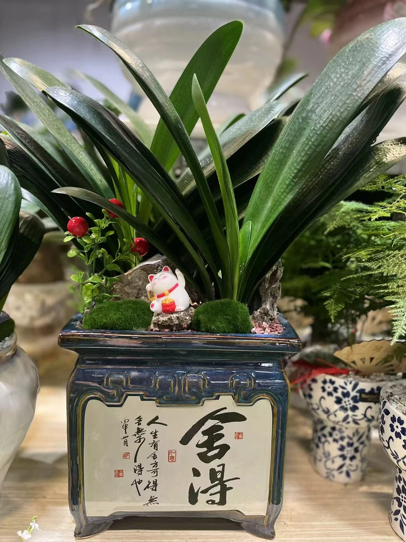 （君子兰盆栽）