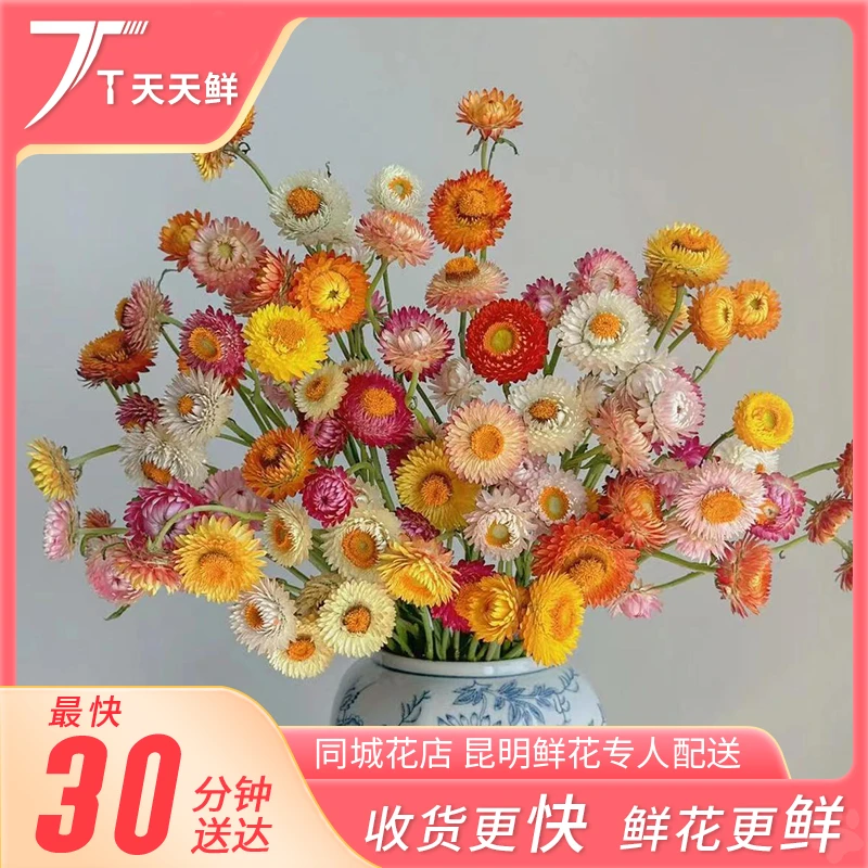 【麦秆菊一把】花期长 | 可做干花 | 同城一小时到家