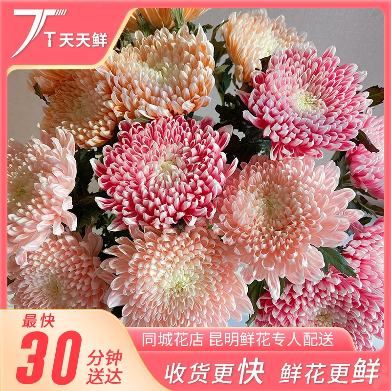 【一小时到家・富贵牡丹菊 5支（颜色订单备注，不发混色）】富贵球儿  天天鲜花小时达同城配送情人节鲜花小时达
