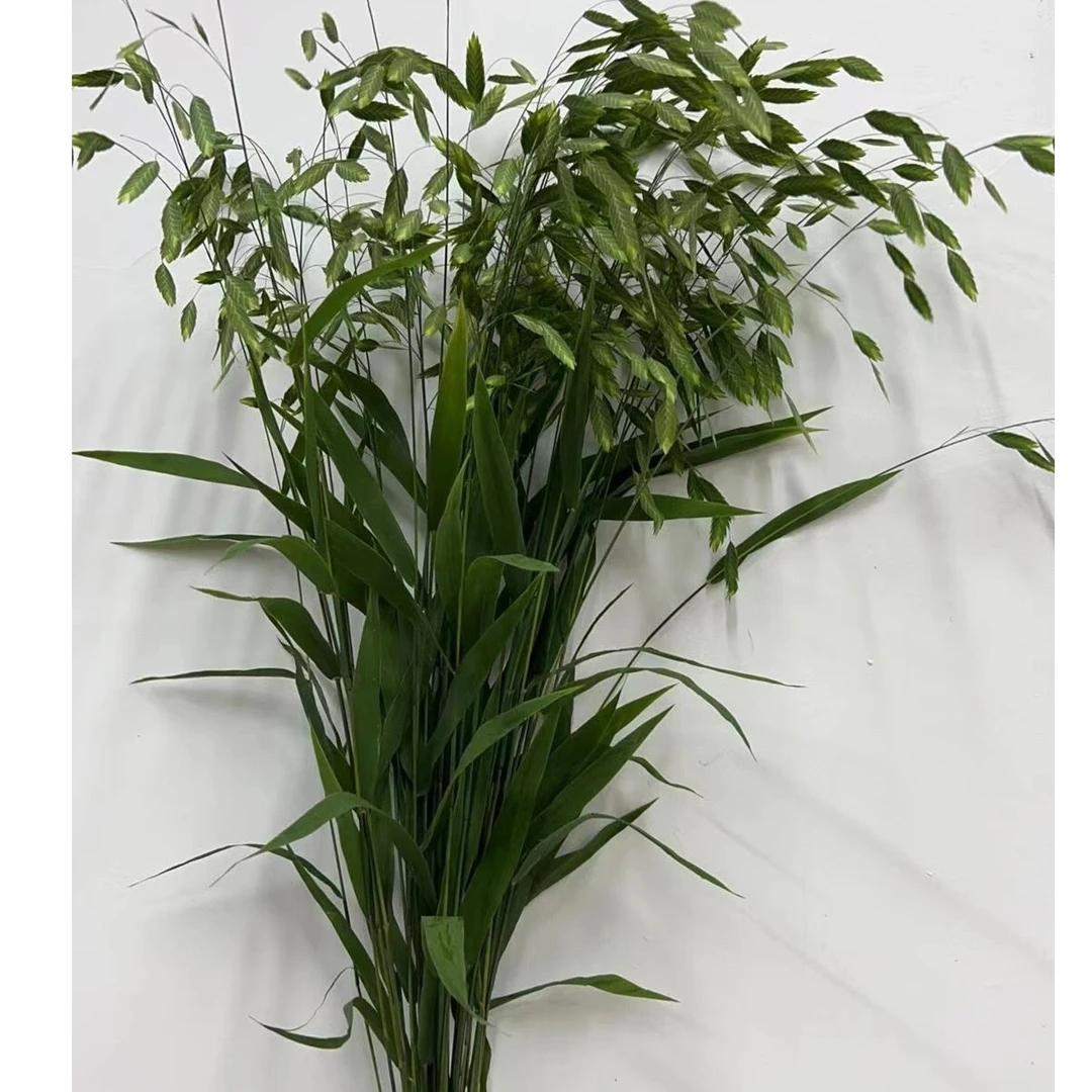 （小盼草1把）小时达同城配送 昆明基地鲜花水插花家用