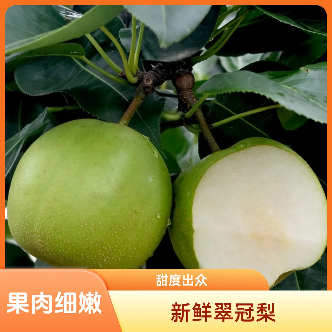 正宗翠冠梨梨子酥脆青皮梨子现摘水果时令鲜果皮薄丑梨香梨新鲜