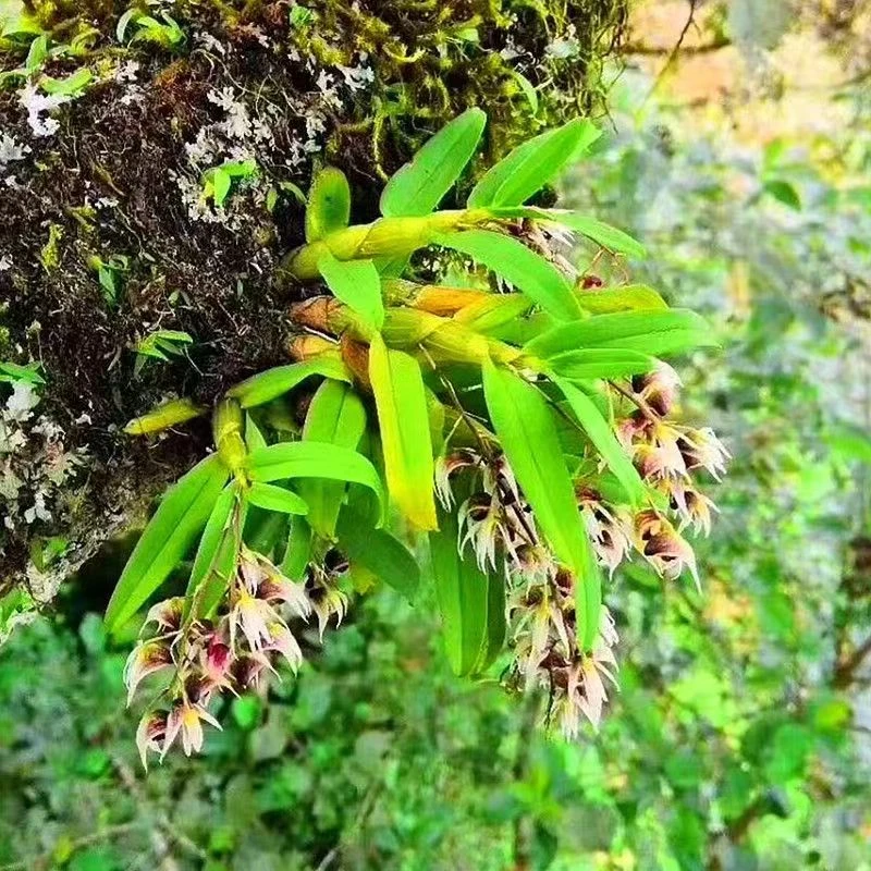 【小山朵精选】云南珍虫石斛花卉边养边吃室外盆栽