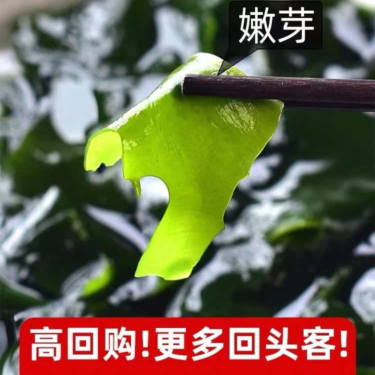海之味出口级裙带菜（没有赠品）优质营养干净方便海产品豆腐食品