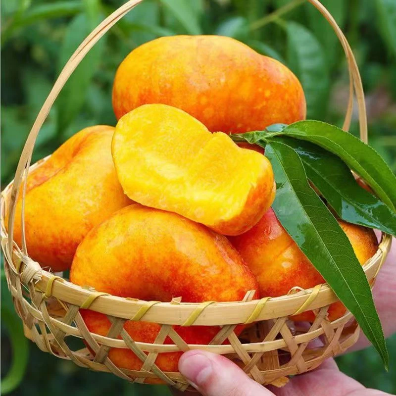 夏日尝鲜彩虹油蟠桃湖北发货纯甜脆软两吃