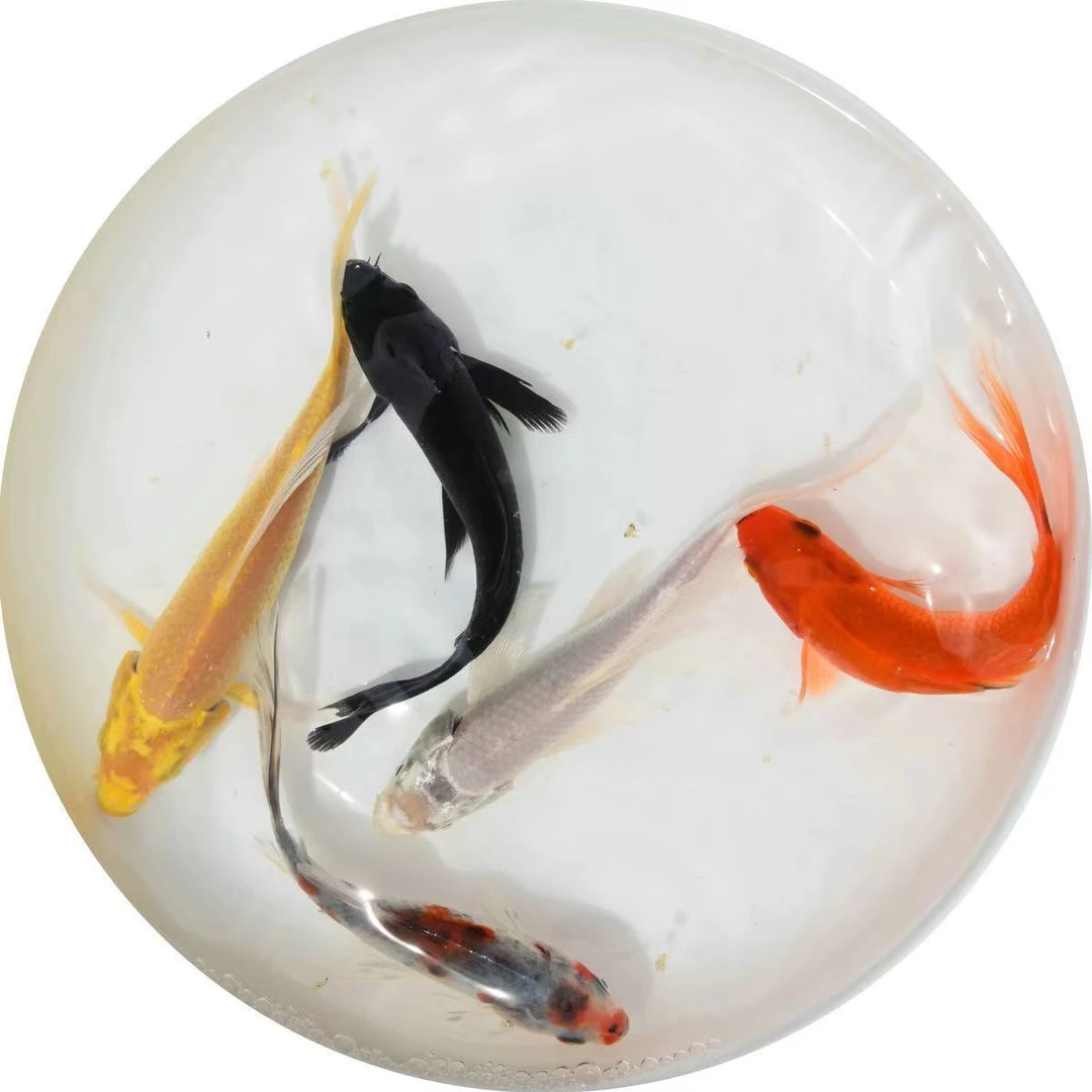 黑金锦鲤鱼活体包活到家(龙凤)黑金黄金锦鲤冷水观赏鱼鹦鹉白金