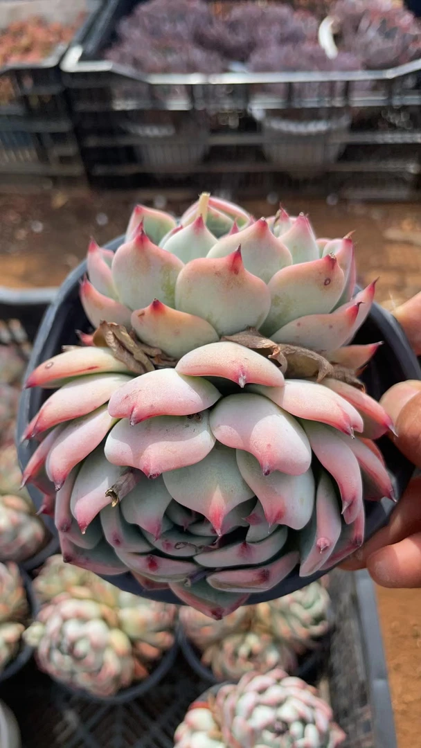 吉娃娃【多肉植物】 以直播间展示为准