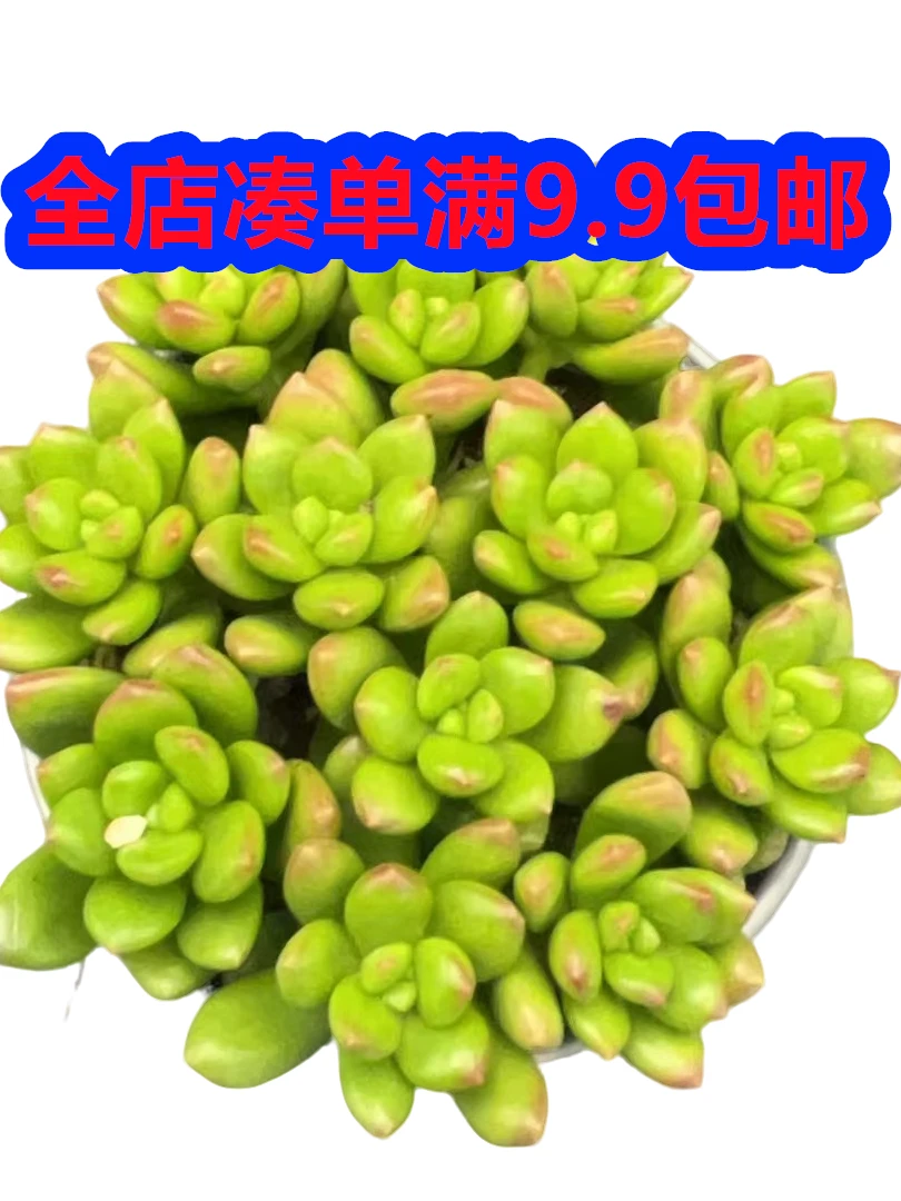 丸叶松绿香豆子（多肉植物）带盆土基地直发新手好养阳台庭院盆栽
