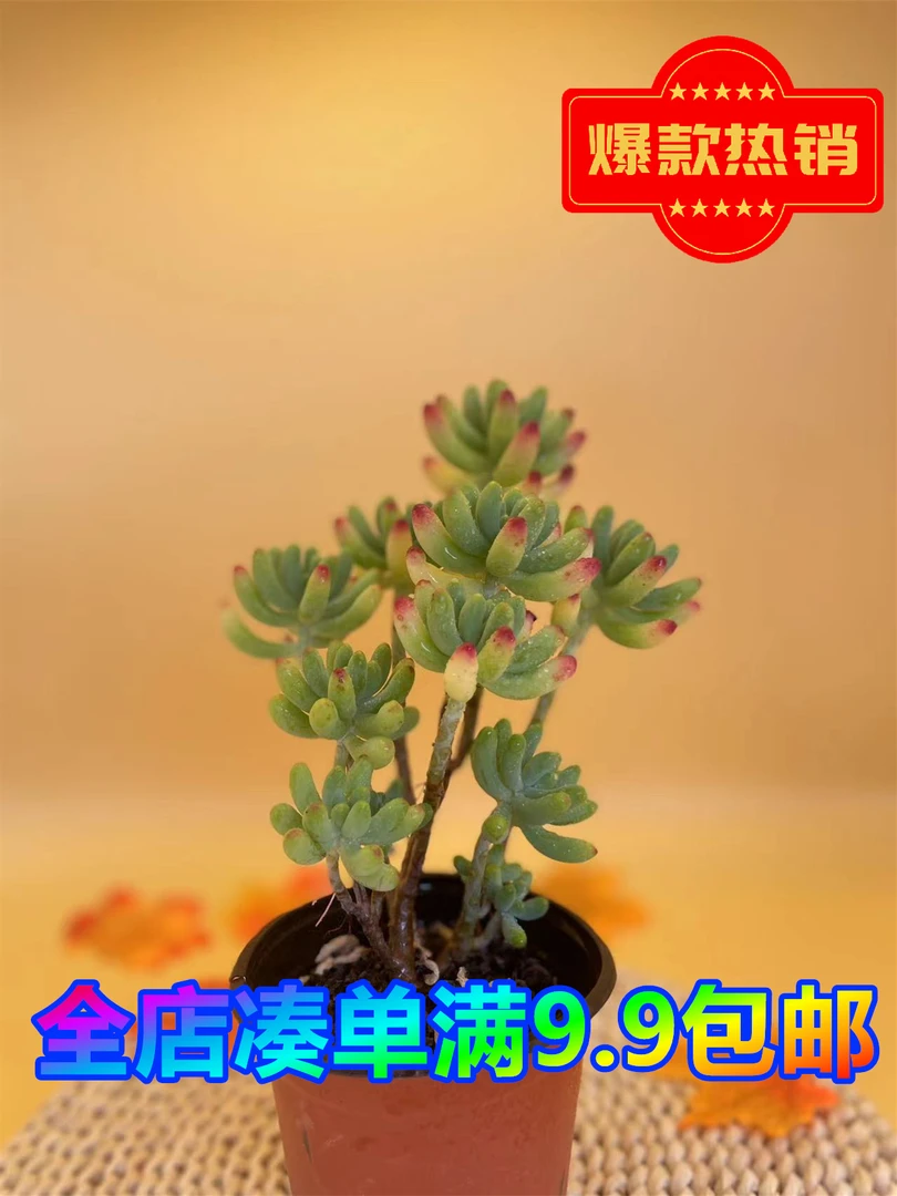 乙女心 带盆土 多肉植物 基地直发新手好养阳台庭院盆栽绿植
