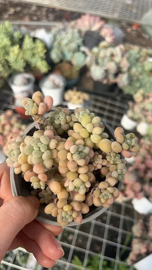 清货鱼子酱多肉植物）脱土基地直发新手好养阳台庭院盆栽
