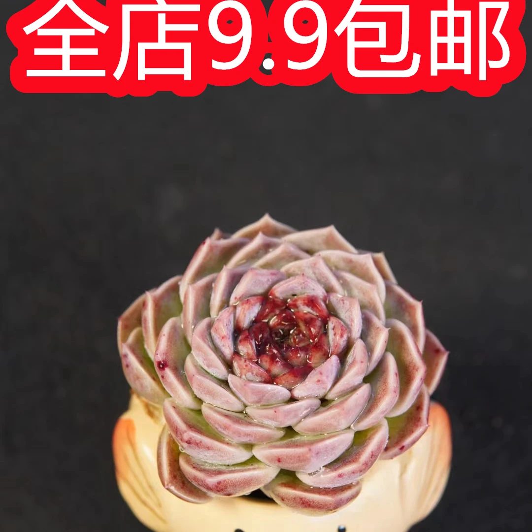 星花怒放    天鹅绒【多肉植物】 以直播间展示为准