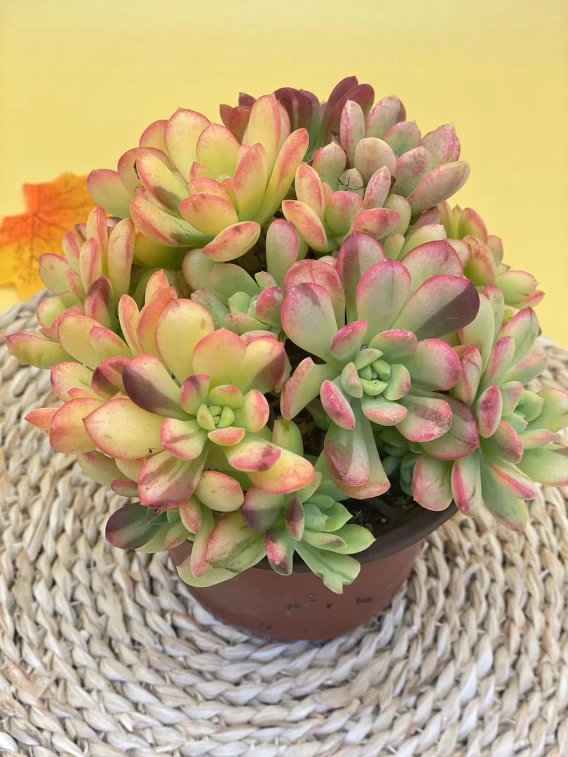 新叮当锦带盆土基地直发新手好养阳台庭院盆栽绿植植物