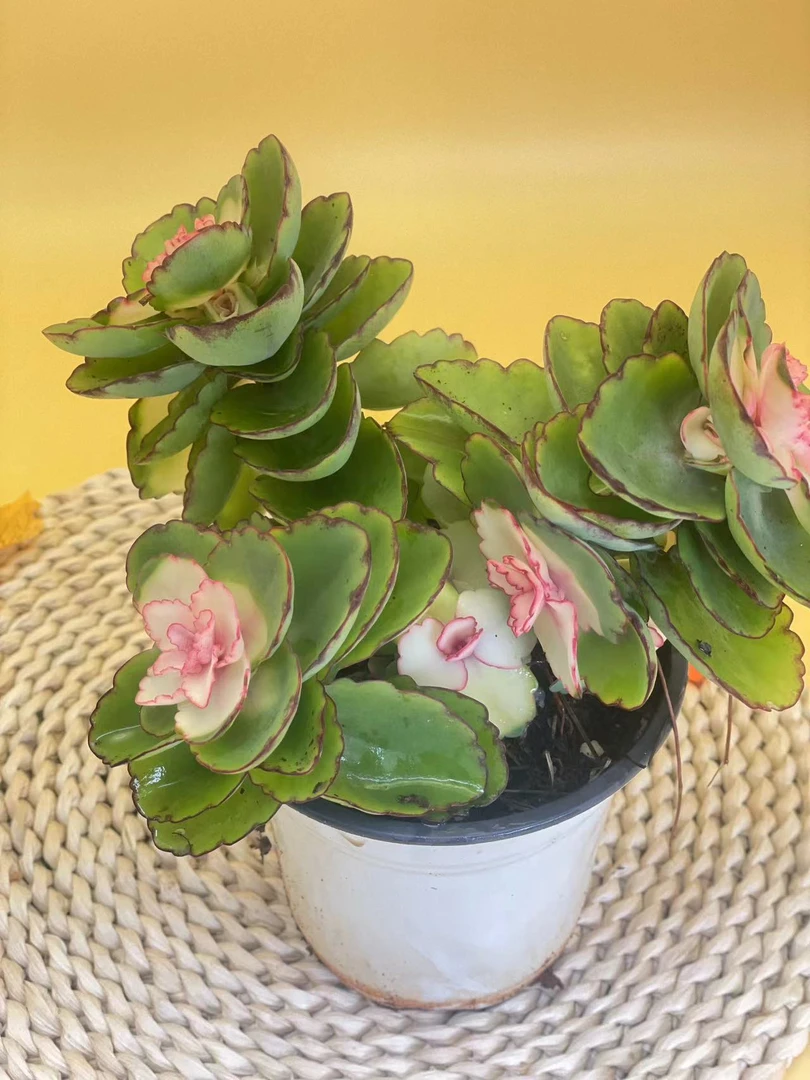 锦绣牡丹 带盆土 多肉植物 基地直发新手好养阳台庭院盆栽绿植