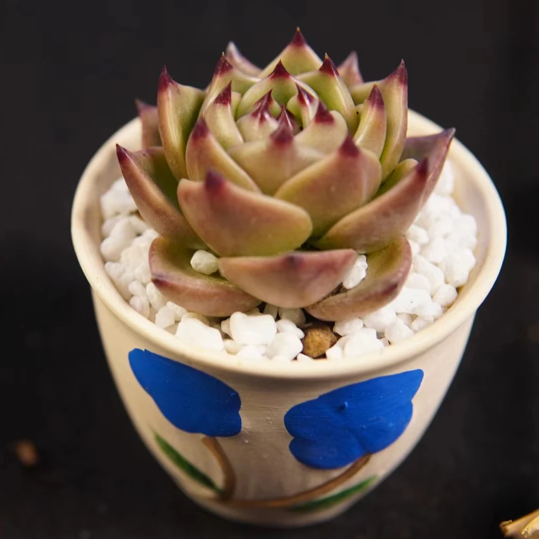 蓝龙多肉3厘米【多肉植物】 以直播间展示为准