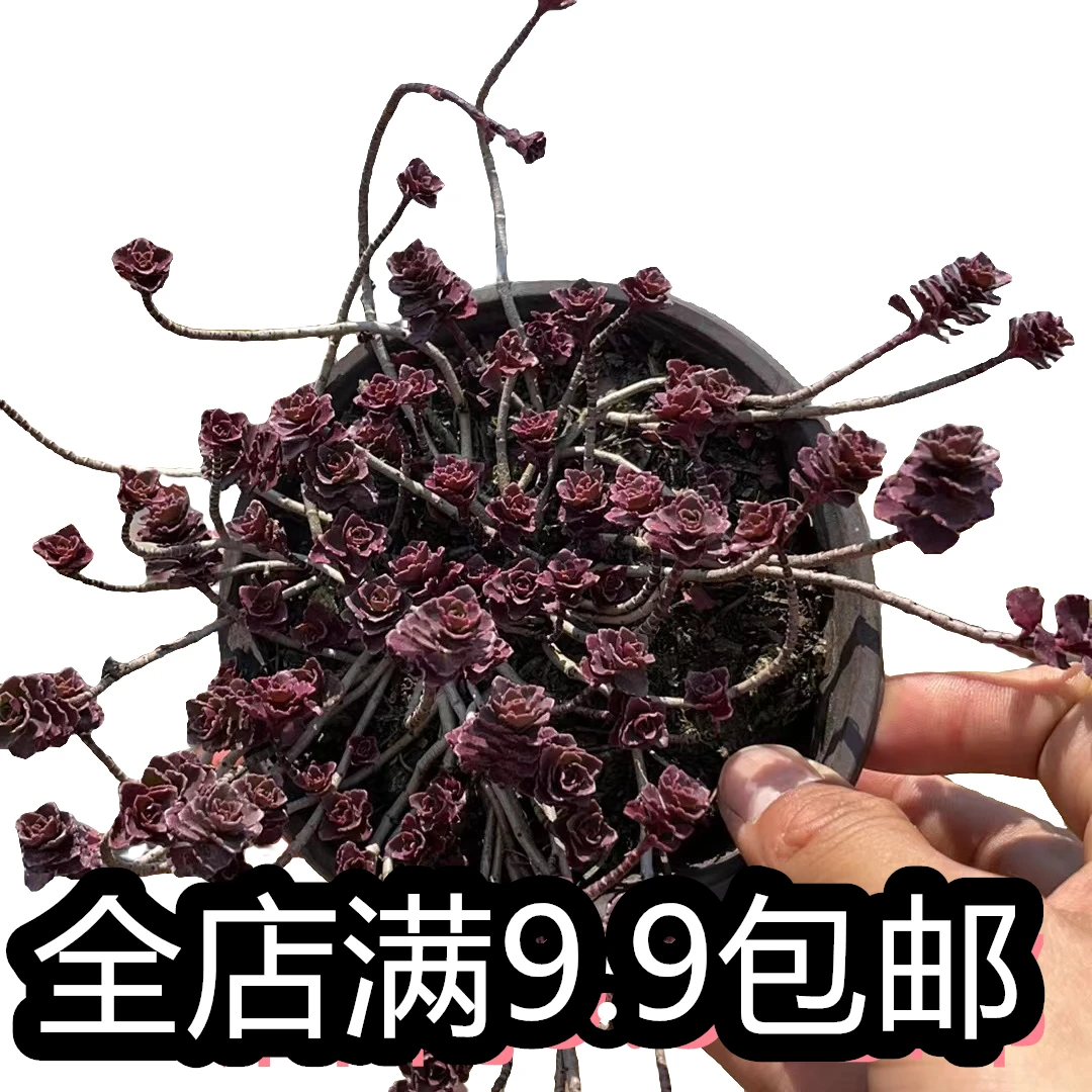 小球玫瑰（多肉植物）带盆土基地直发新手好养阳台庭院盆栽绿植植物