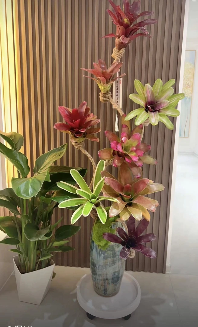 【积水凤梨】空气凤梨五彩积水凤梨植物雨林景植物创意绿植组盆设计