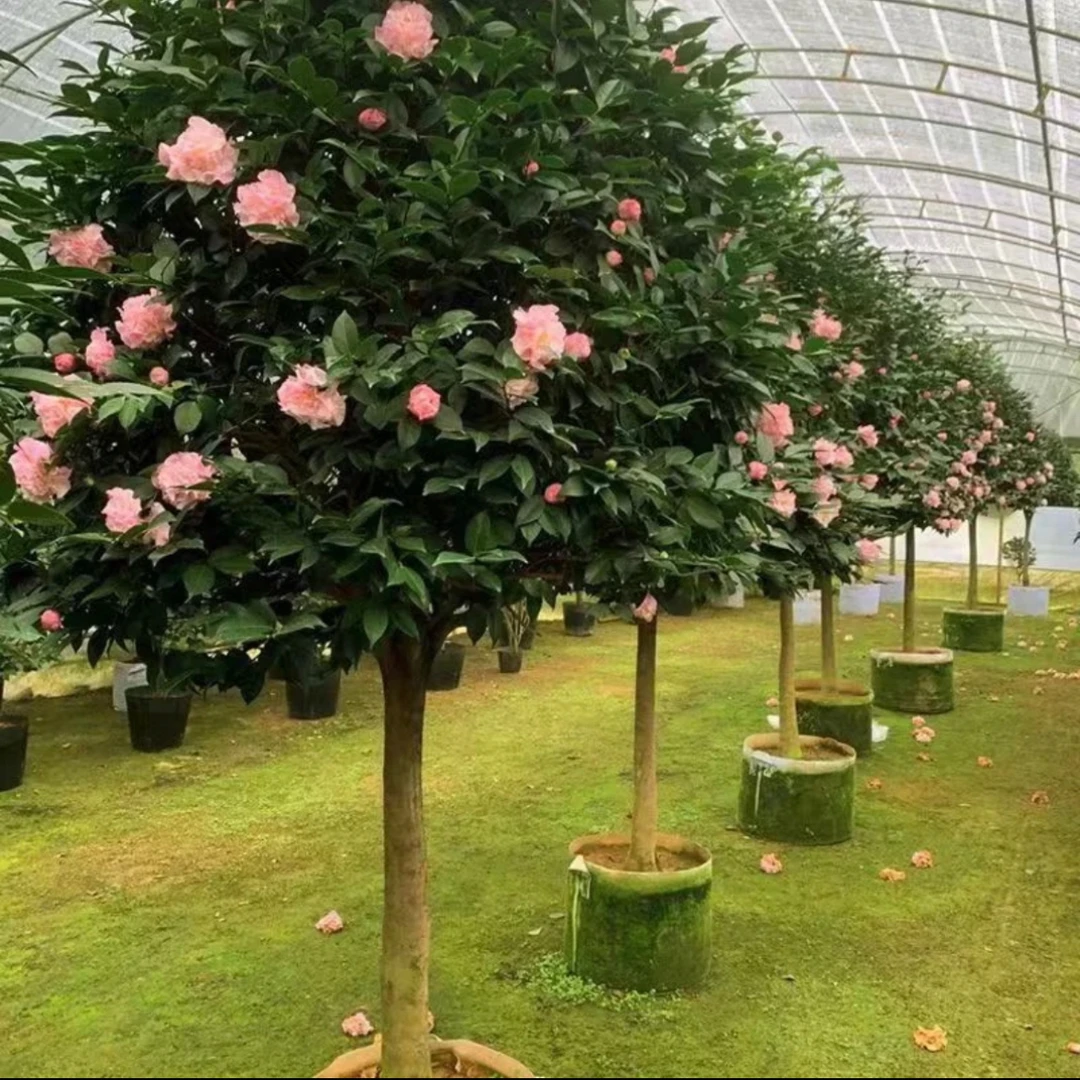 四季常青香妃茶花棒棒糖浓香别墅庭院栽种