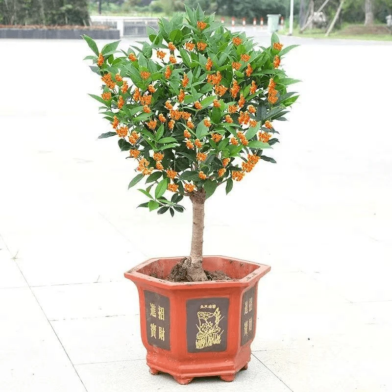 桂花树苗四季桂盆栽可食用开花不断室内阳台庭院浓香型花卉植物