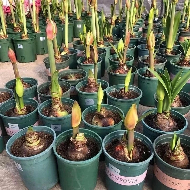 特大朱顶红重瓣种球四季开花庭院阳台盆栽花卉大全养不死种植芳香