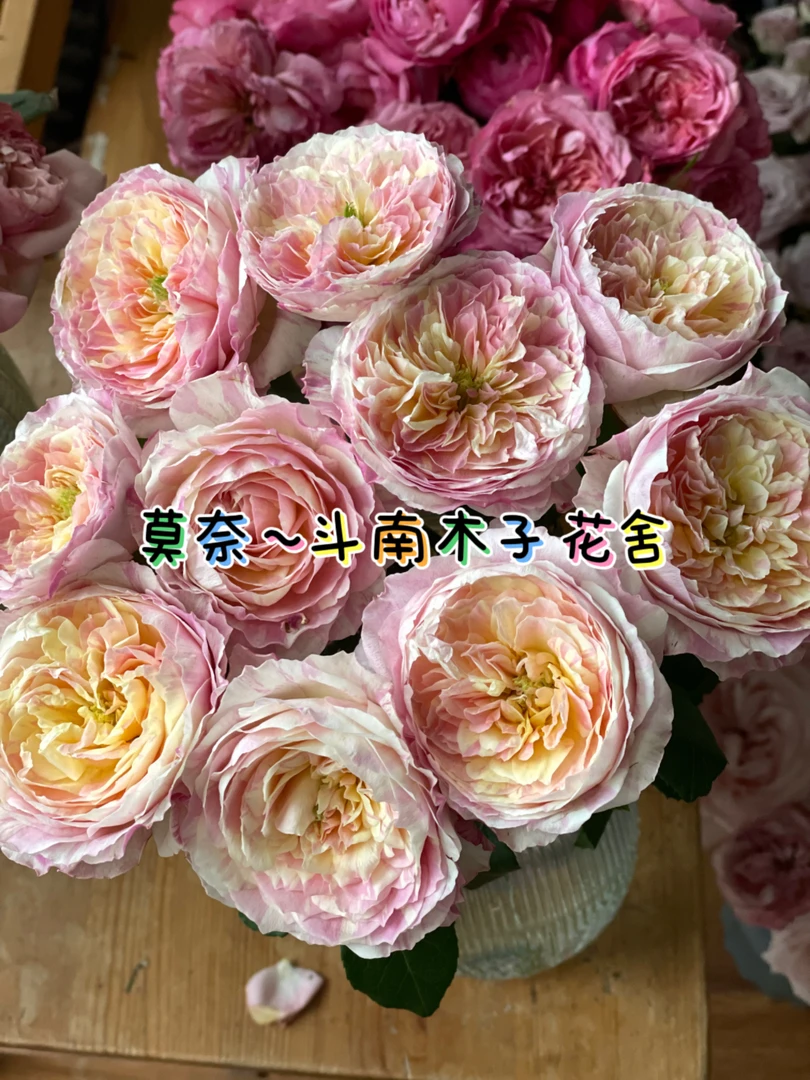 [莫奈]玫瑰一单不发货！！