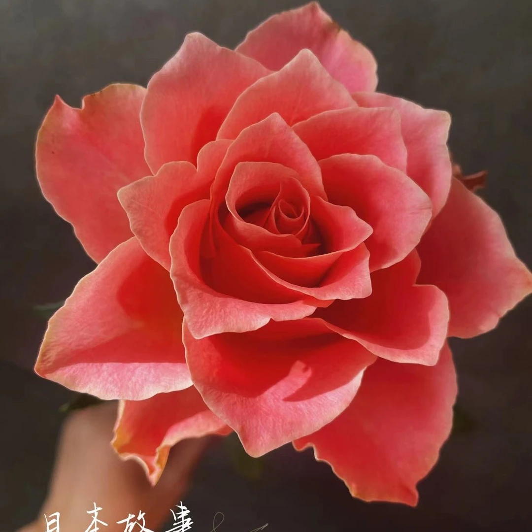 [日本故事]玫瑰一单不发货！！