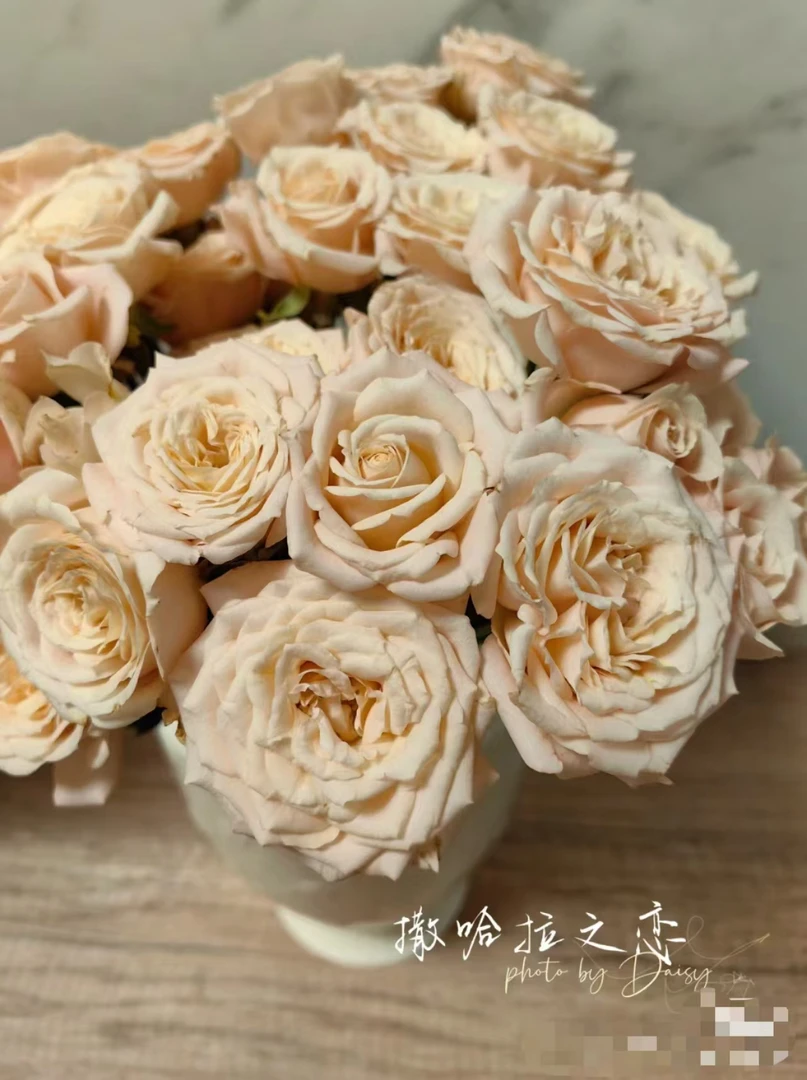 [撒哈拉之恋]玫瑰一单不发货！！