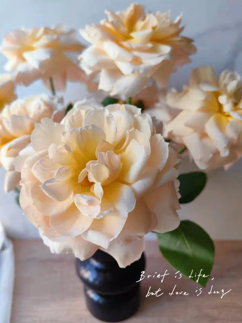 [巴黎月光]玫瑰一单不发货！！