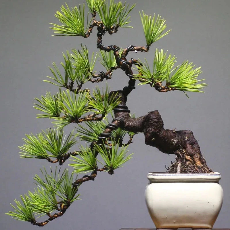 造型矮霸黑松五针松盆景济州真柏罗汉松
