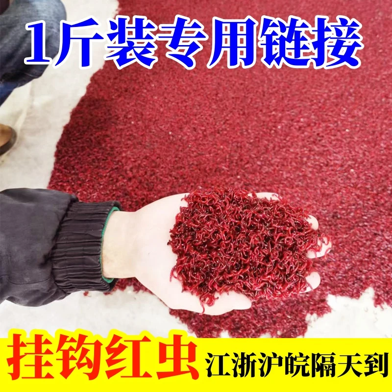 黑坑红虫拉饵红虫批发钓鱼红虫活饵活体特大号黑头红虫挂钩