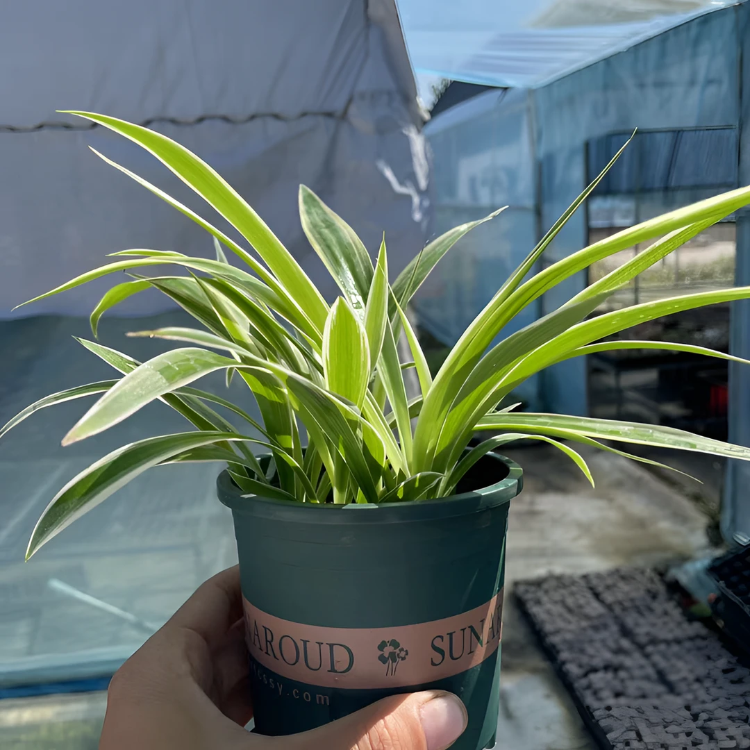 金边金心吊兰盆栽四季种植室内绿植净化空气好养垂吊植物观叶植物