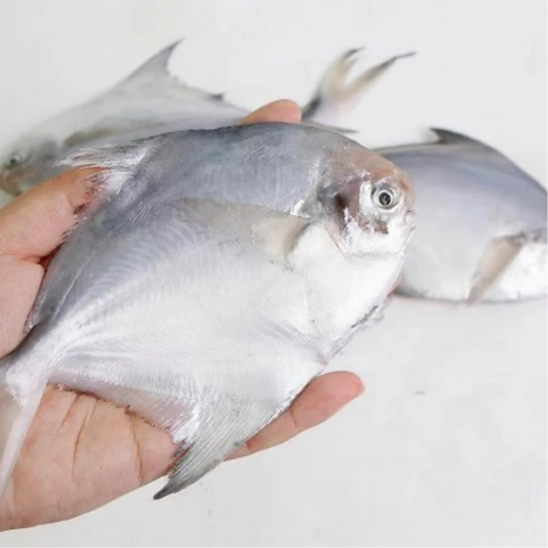 【三姐专属】威海本地纯野生渤海湾小银鲳鱼