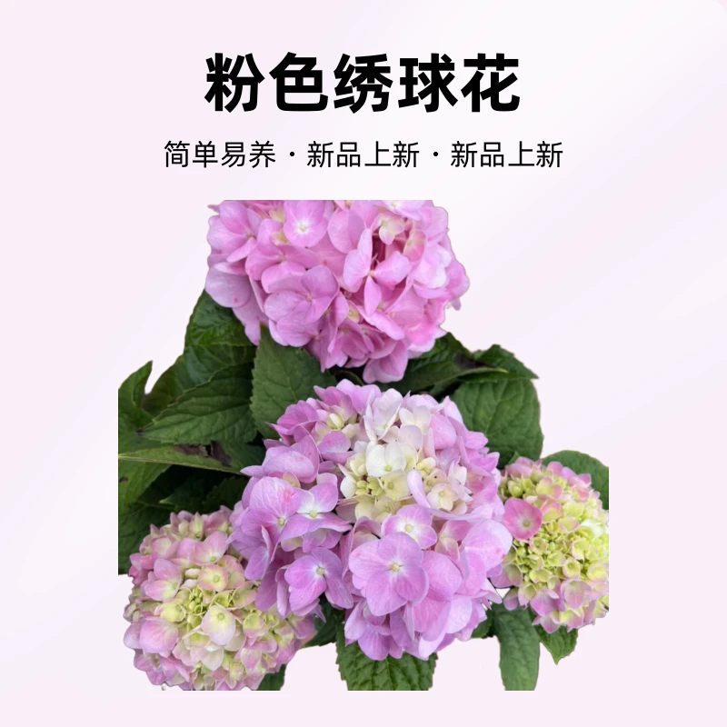 《无尽夏》绣球花露天苗