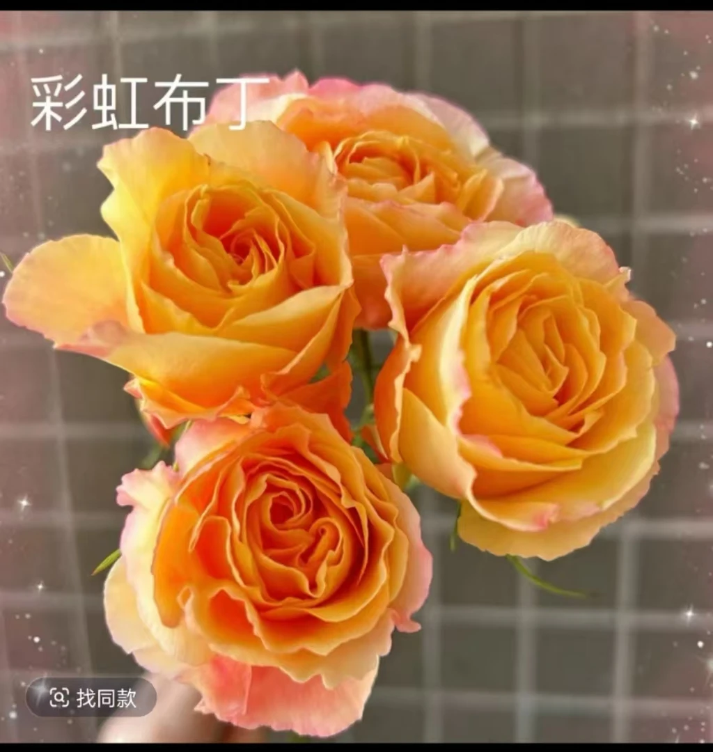 《彩虹布丁》  月季 1加仑 丰花勤花