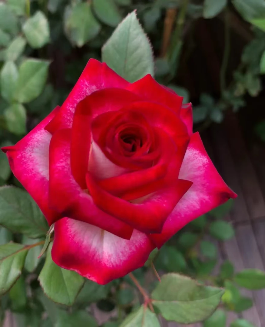 《狮子座泡泡》月季1加仑盆  丰花勤花   抗病能力强