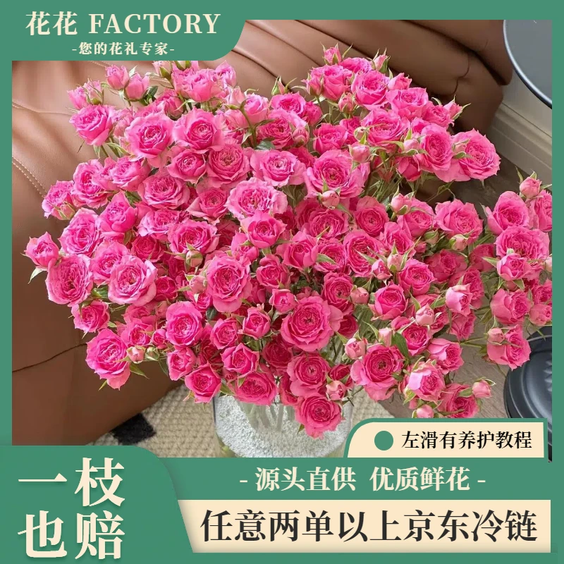 【苏菲宝贝多头玫瑰】鲜花精选粉色云南基地直发一单包邮
