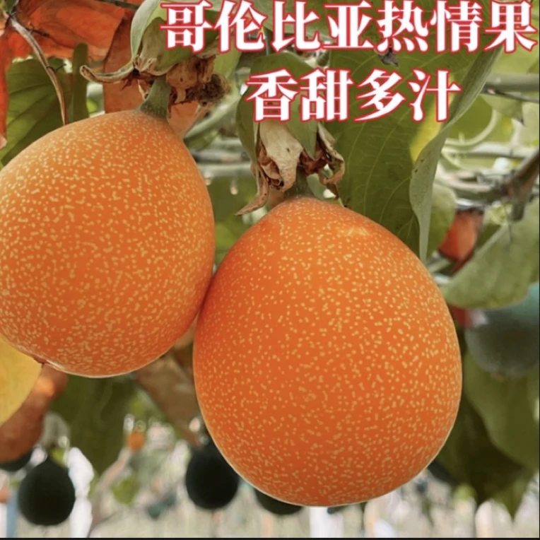 【顺丰发货】哥伦比亚热情果新鲜现摘百香果孕妇水果饱满香甜果酱