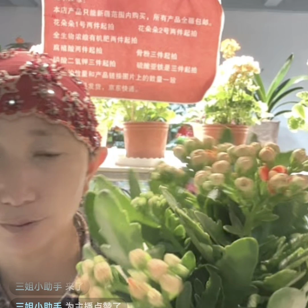 满天星金狐狸一盆