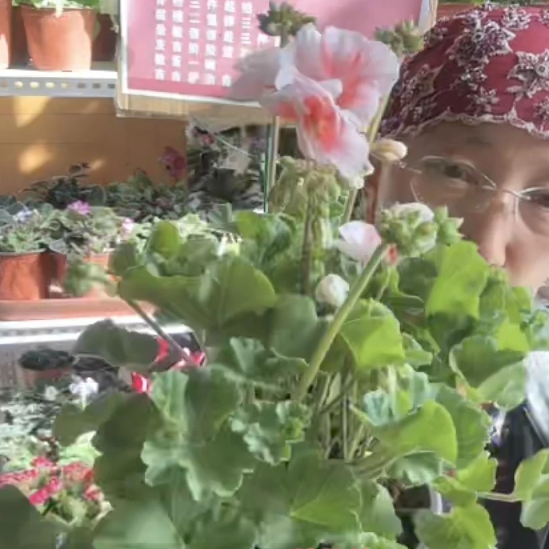 【皇后】肉心白边天竺葵一盆