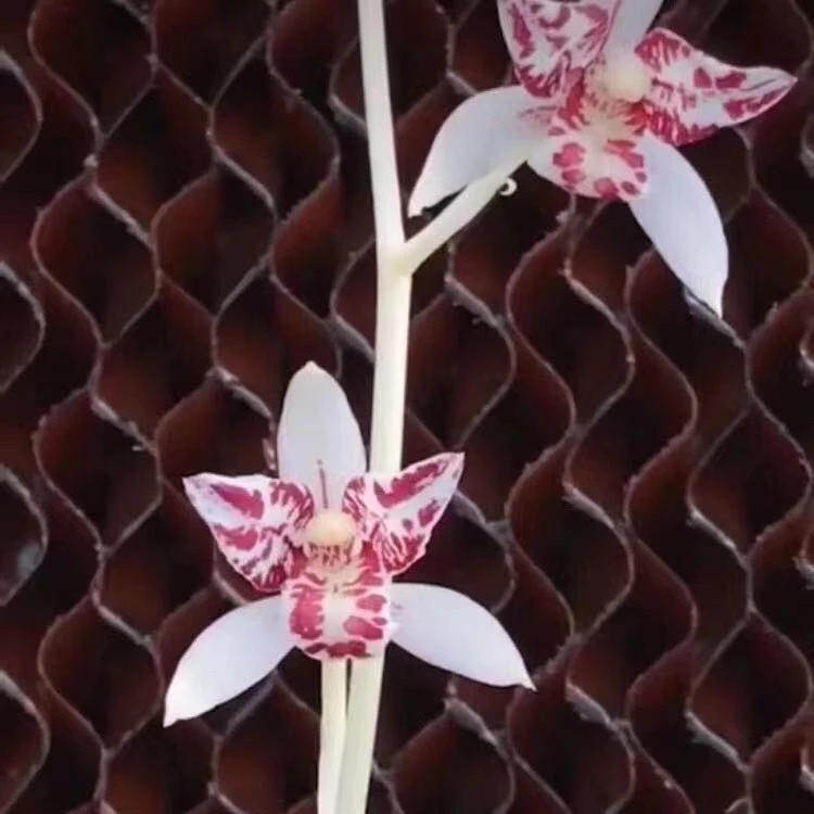 建兰 白花三星蝶 雪舞红尘