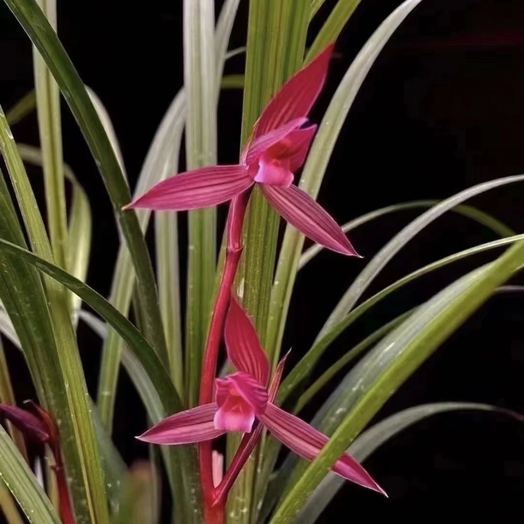 春剑 宽叶 红草红花红素 中华红素