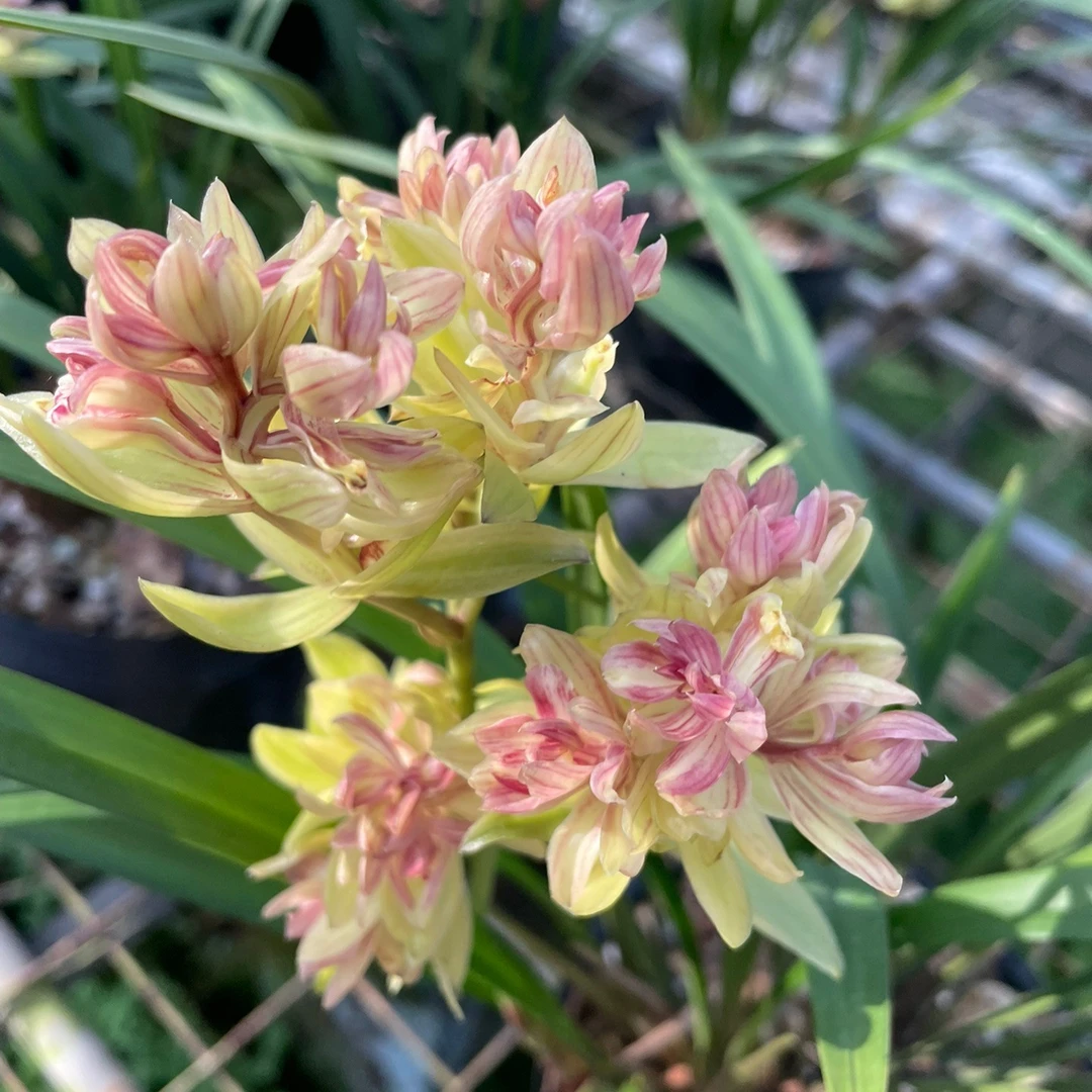 浓香【富山奇蝶】建兰兰花苗花期带花发货