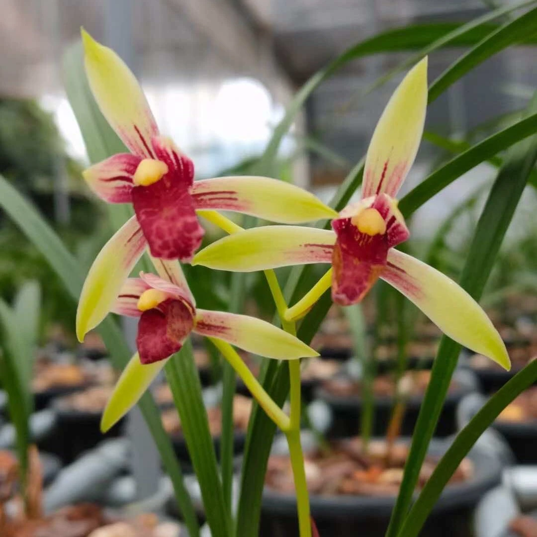 逸虹双娇小国魂 青山玉泉墨宝 夏皇梅 仙山红 田黄玉君荷白娘子